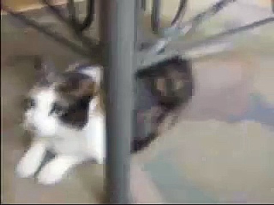 Minette
