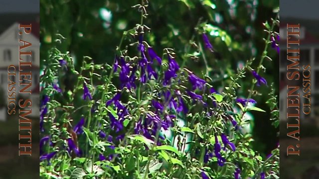 The Importance of Bumblebees | Farm Raised Classics With P. Allen Smith