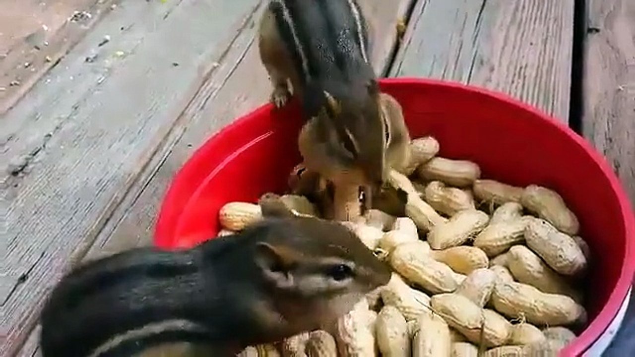 They are hungry also storing for later