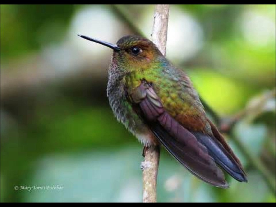 Colibris Sierra Nevada Santa Marta 1