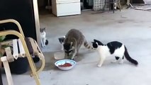 Procione ruba il cibo dalla ciotola dei gatti