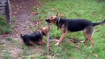 German Shepherd VS. Yorkie Terrier