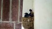 Nido de Golondrinas / Baby Barn Swallow Nest - Jun 12