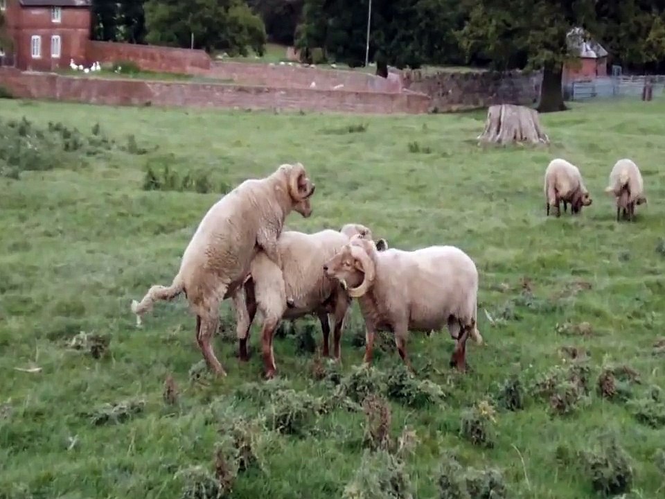 Gay Sheep