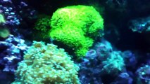 Corals galore in my reef tank