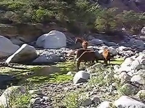 yeguas bañándose en huarasaca