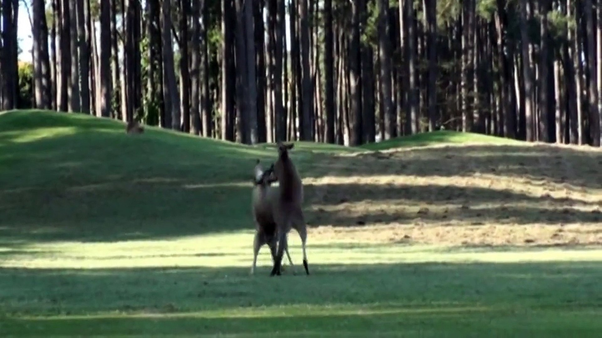 Boxing Kangaroos at Golf