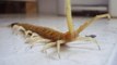 4-Inch Centipede - Teen Wakes Up With Pain In Ear, Pulls 4-Inch Centipede