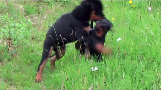 DjóDjó Dj. and ARR'ía 050715