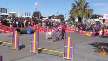 Exhibición Club Agility y Adiestramiento Canino El Almendral en San Antón 2015