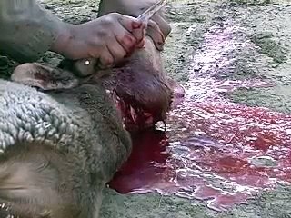 Afghan Halal Meat Sheep Balloon