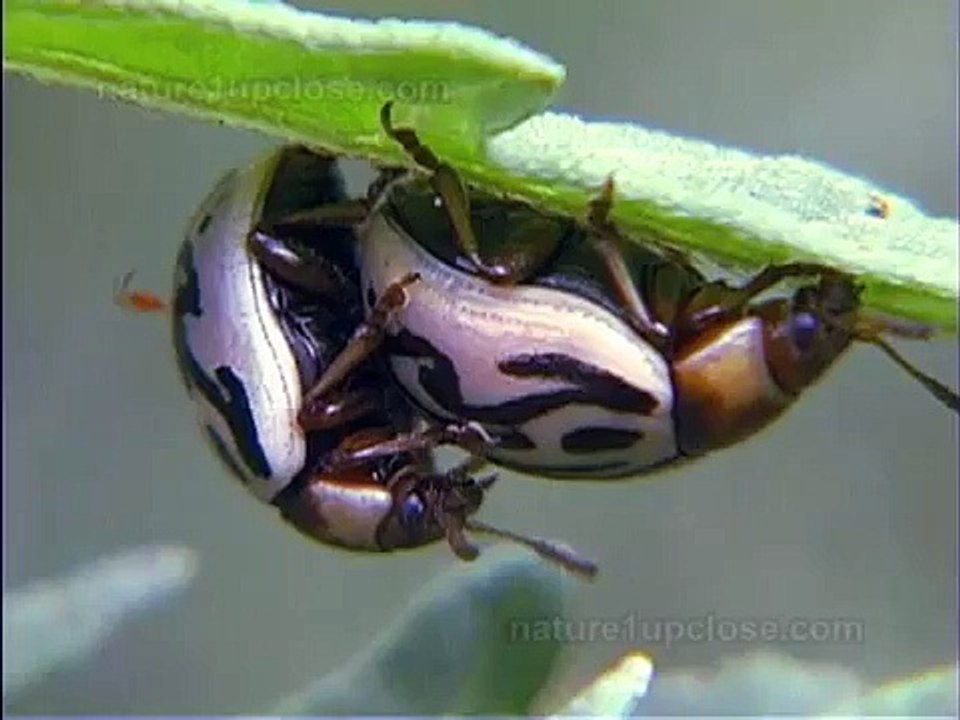 Predatory stink bug feeding on beetle (#61)