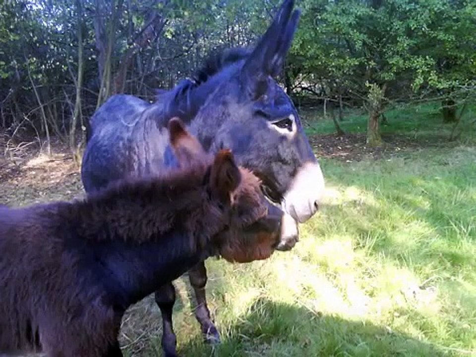 Les Ânes de la ferme de la Charmotte