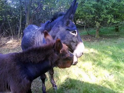 Les Ânes de la ferme de la Charmotte