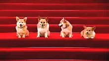 Corgis Singing Happy Birthday (Sir Ver.)