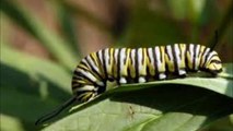 ciclo de vida de la mariposa monarca