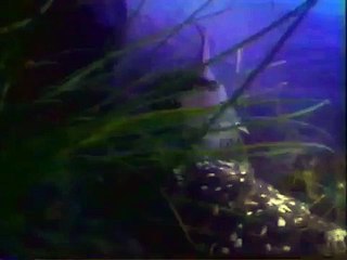 Hostess Cupcake Shark