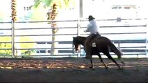 NRHA TOP 10  (#7 in 2008)  Reining Horse Now For Sale