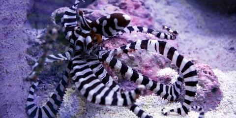 Pulpo mimo (Thaumoctopus mimicus)