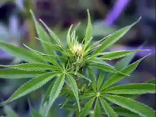 Benjie - Ich rauch mein Ganja