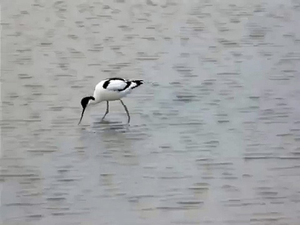 Avocet feeding