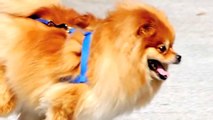 Small Dog Breed Care : How to Care for a Pomeranian