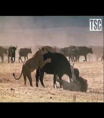 BATTLE AT KRUGER a Lion Buffalo Standoff