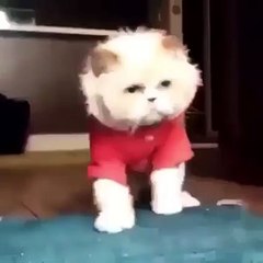 içine micheal kaçan kedicik