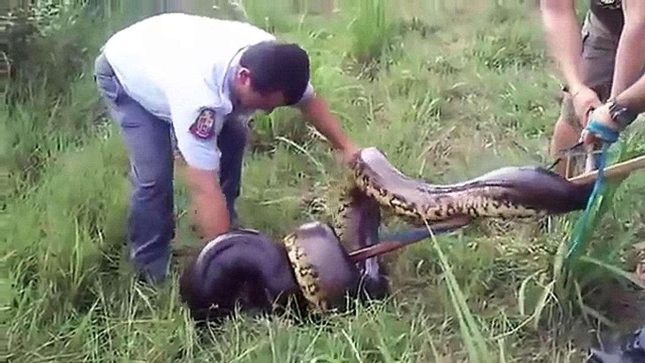 very dangerous Anaconda near a village