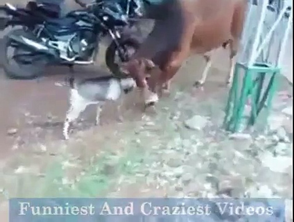 crazy lamb