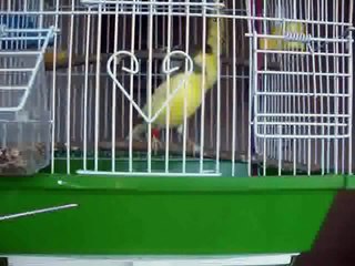 Singing canary Rio