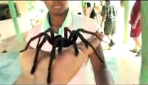 اكبر عنكبوت في العالم spider