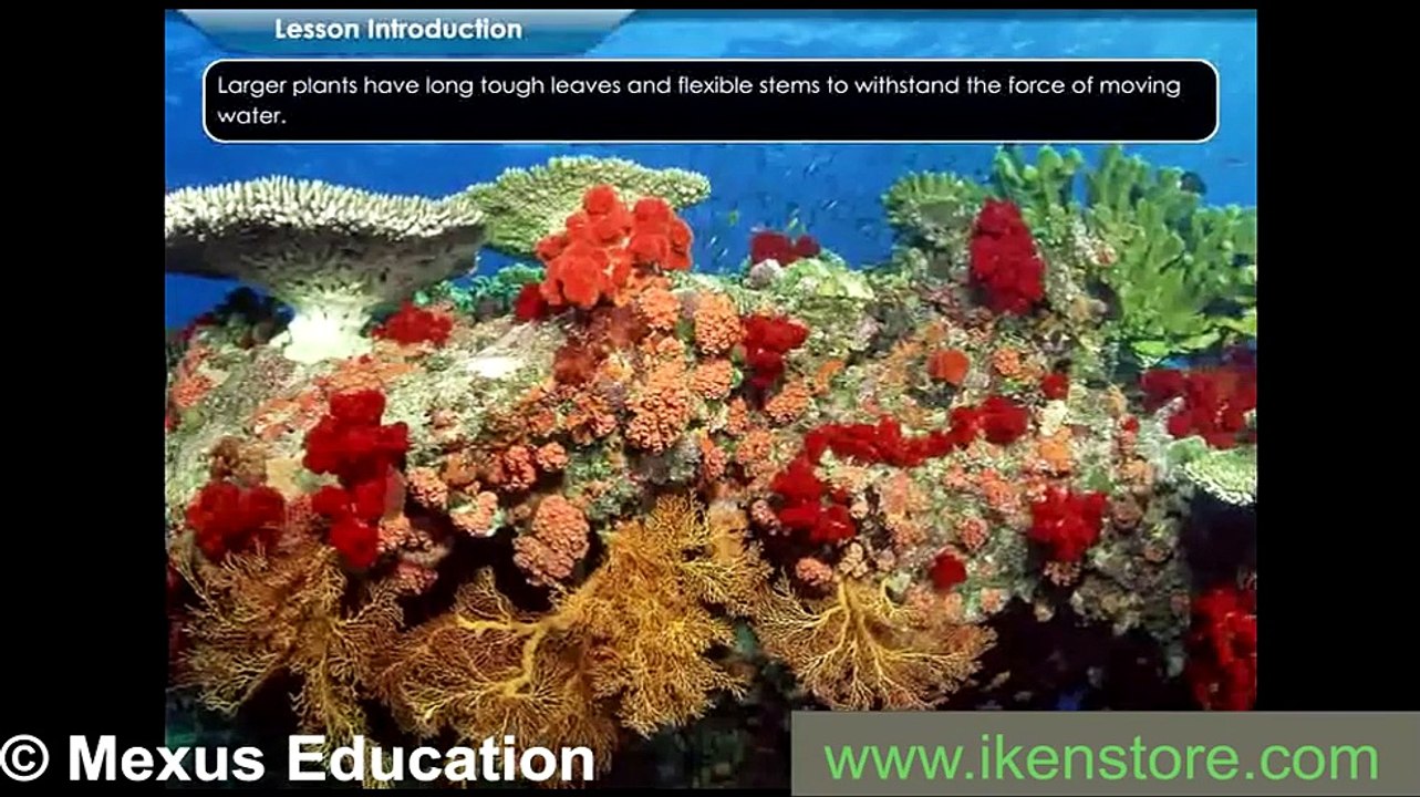 Marine Ecosystem