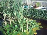 Bassin de jardin (carpe koi, poissons rouge, esturgeon, tortue de Floride)