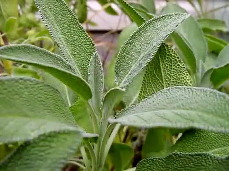 Celtic Woman - Scarborough Fair [Lyrics]