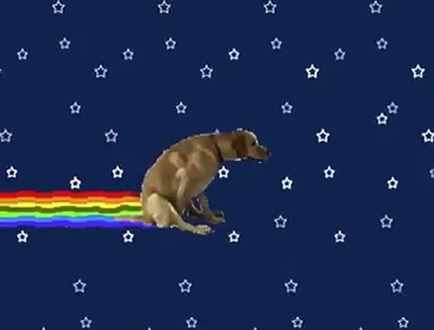Nyan dog - Vídeo Dailymotion