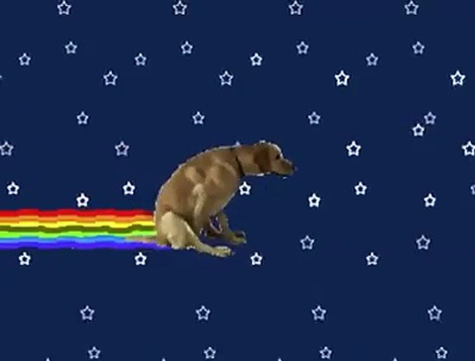 Nyan dog