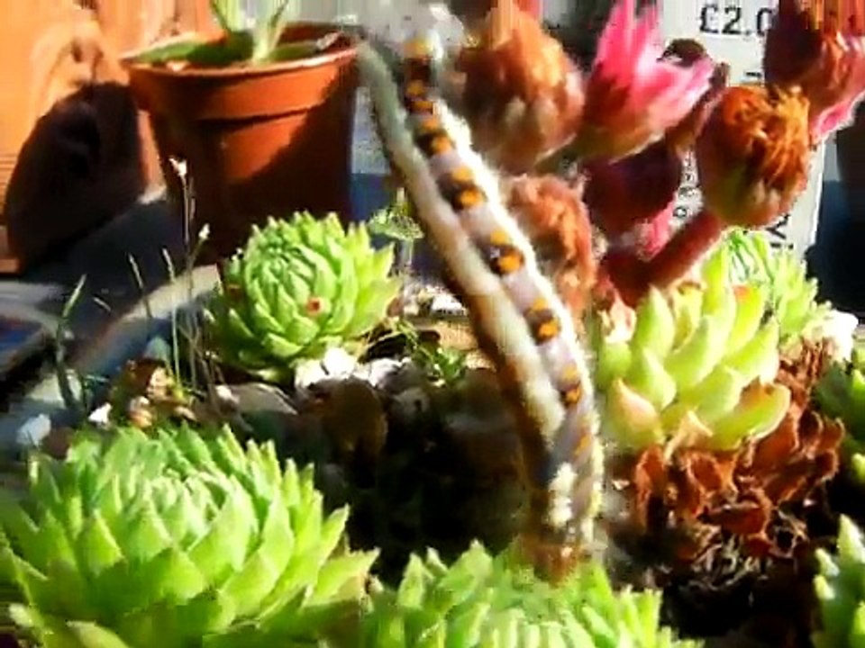 A Big Fat Hairy Caterpillar.