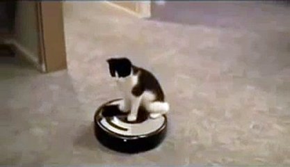 Ridin' Dirty Cat.mov