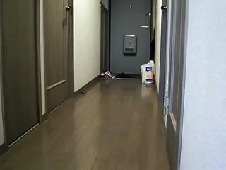 ジャンガリアン　ハムスター　チョロQ