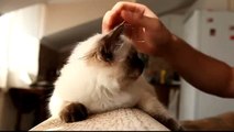Touchscreen Cat