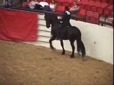 Kwintus Friesian Stallion at SaddleSeat