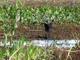 BRASIL. EL PANTANAL. VIDEOS DE VIAJES AÑOS LUZ. DOCUMENTAL