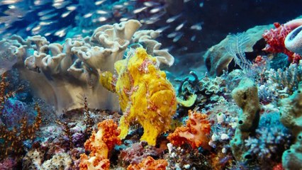 تحت سطح البحر IMAX