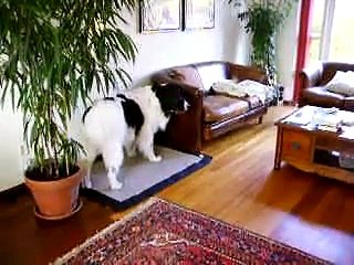 Landseer Lonne: Zoek!