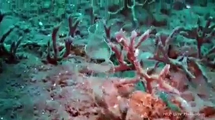 هذا خلق الله