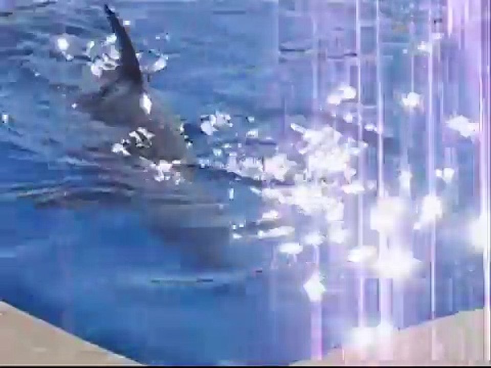 Respiration des dauphins et des Requins