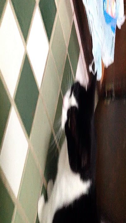 cat walking around and purring