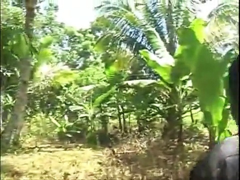 banana plantation