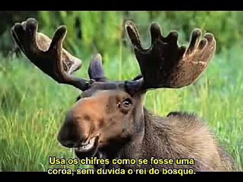 DIÁRIO DE UM ARGENTINO EM TORONTO, LEGENDADO EM PORTUGUÊS